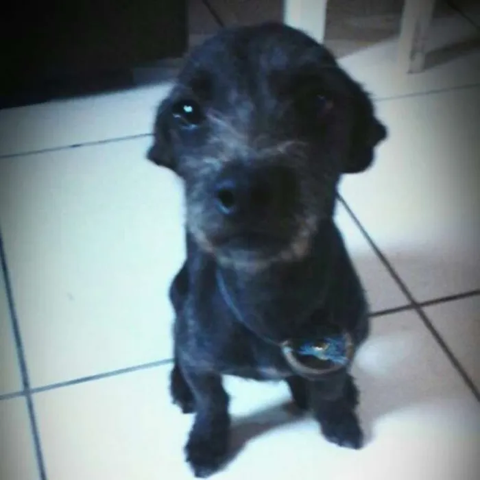 Cachorro ra a Srd idade 5 anos nome Black 