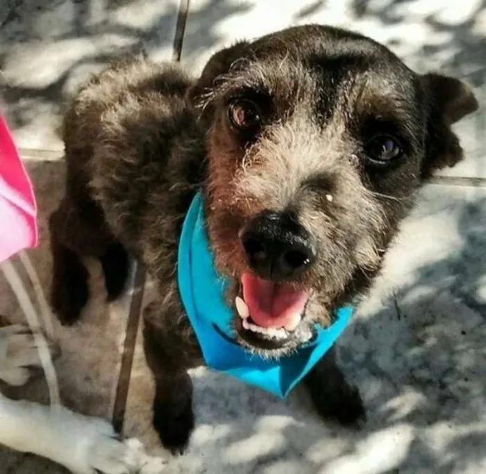 Cachorro ra a Srd idade 5 anos nome Black 