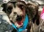 Cachorro raça Srd idade 5 anos nome Black 