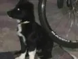 Dino