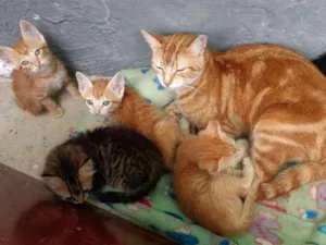 Gato raça  idade Abaixo de 2 meses nome Gatinhos