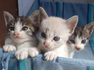 Gato raça Gato idade 2 a 6 meses nome Não tem nomes