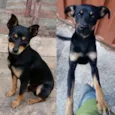 Dunga e Black