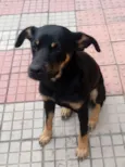 Dunga e Black