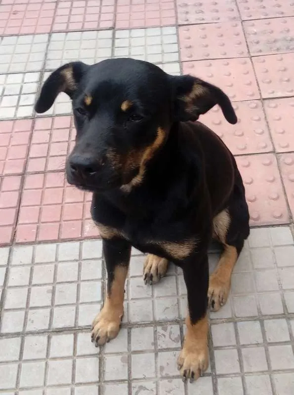 Cachorro raça Pinscher e SRD idade 7 a 11 meses nome Dunga e Black