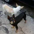 Dunga e Black
