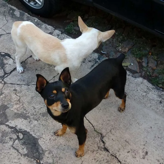 Cachorro raça Pinscher e SRD idade 7 a 11 meses nome Dunga e Black