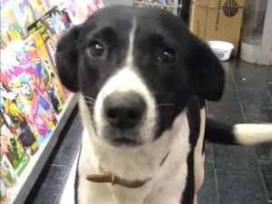 Cachorro raça Srd idade 7 a 11 meses nome Susy