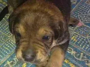 Cachorro raça SRD idade Abaixo de 2 meses nome Sem nome