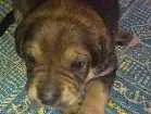 Cachorro raça SRD idade Abaixo de 2 meses nome Sem nome