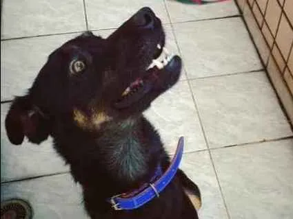 Gato ra a Vira lata  idade 2 anos nome Tomate