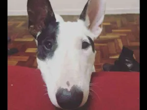 Cachorro raça Bull terrier e SRD idade 3 anos nome GOMA e BROWNIE
