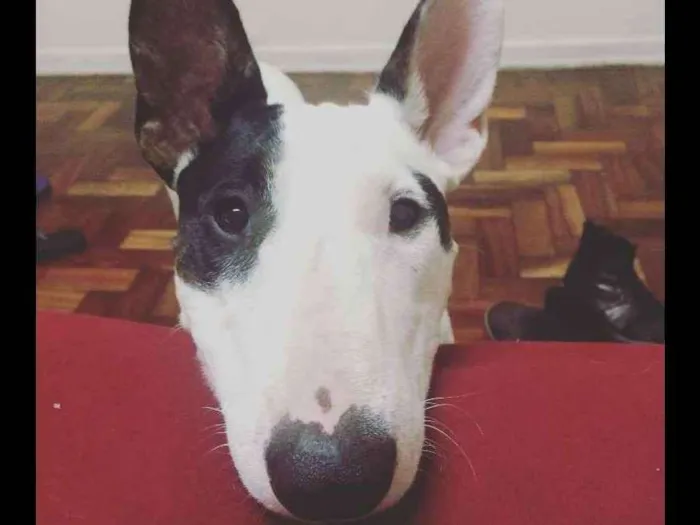 Cachorro ra a Bull terrier e SRD idade 3 anos nome GOMA e BROWNIE