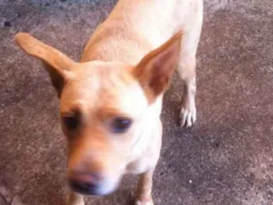 Cachorro raça vira lata idade 3 anos nome mel e neguinha