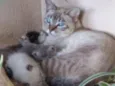 mimi