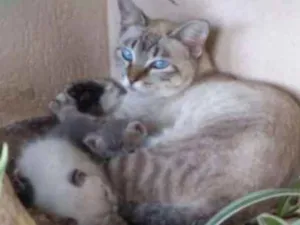 Gato raça SRD idade 1 ano nome mimi