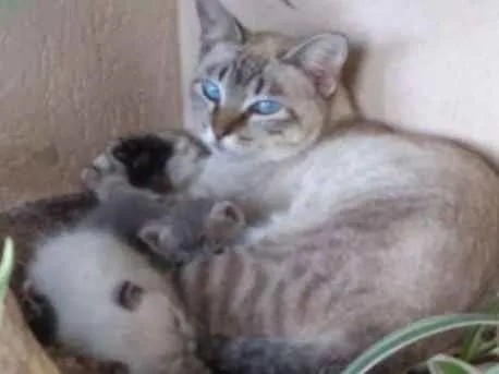Gato ra a SRD idade 1 ano nome mimi