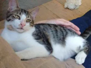 Gato raça sem raça idade 2 a 6 meses nome varios