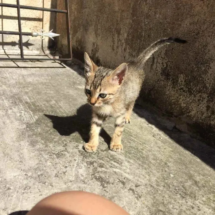 Gato ra a SRD idade Abaixo de 2 meses nome Théo 