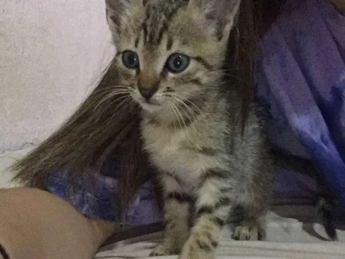 Gato ra a SRD idade Abaixo de 2 meses nome Théo 