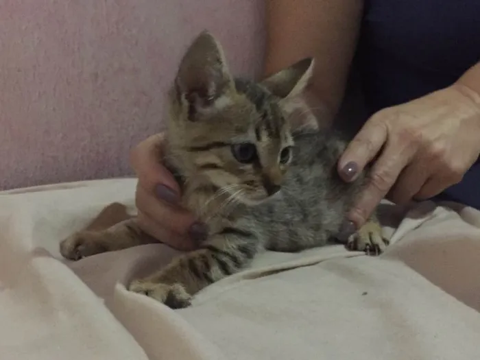 Gato ra a SRD idade Abaixo de 2 meses nome Théo 