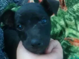 Cachorro raça  idade 2 a 6 meses nome Scooby e Bethoven