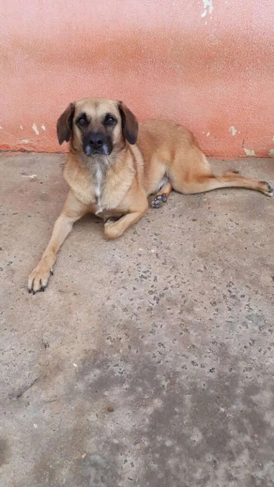 Cachorro ra a SRD idade 3 anos nome ROMEU