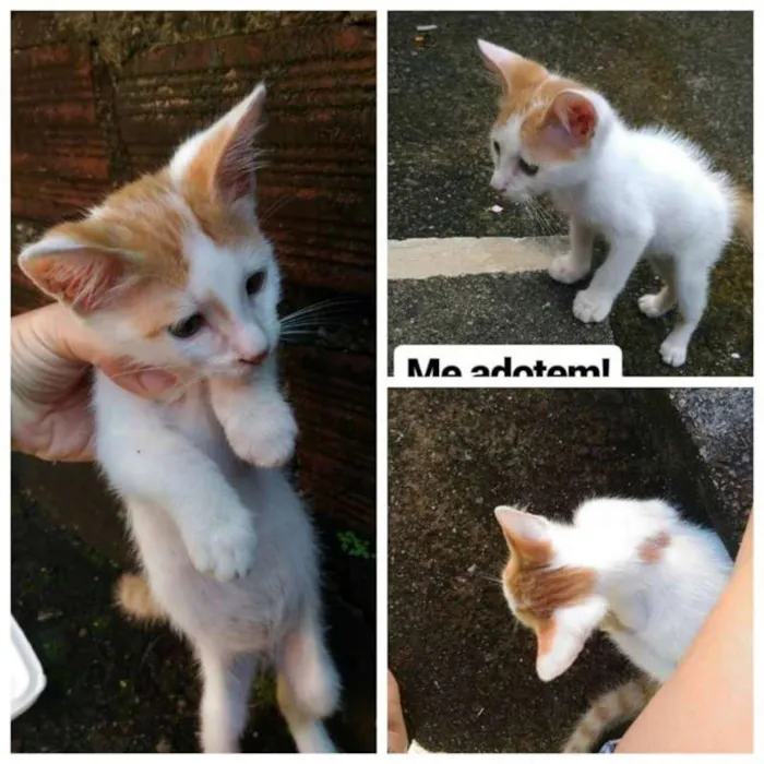 Gato ra a vira lata idade 2 a 6 meses nome sem nome
