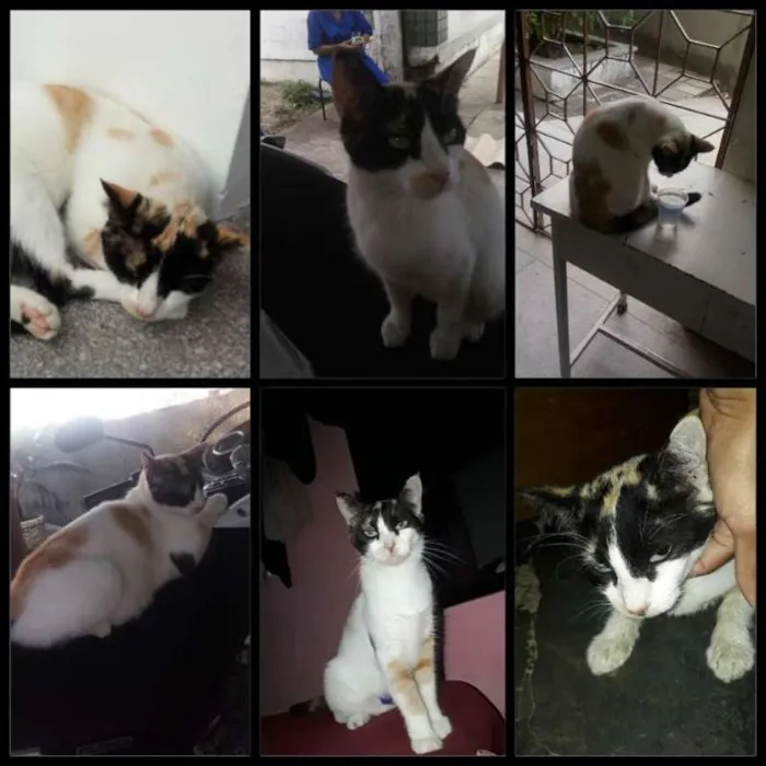 Gato ra a vira lata idade 2 anos nome magie