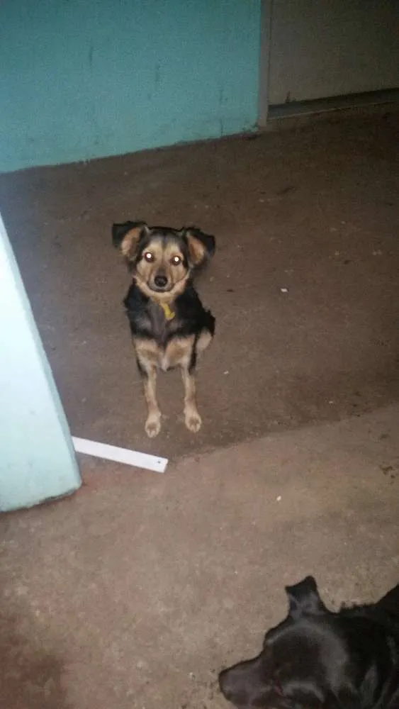 Cachorro ra a Desconhecida idade 1 ano nome Bolinha e juca
