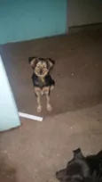 Bolinha e juca