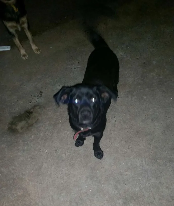 Cachorro ra a Desconhecida idade 1 ano nome Bolinha e juca
