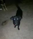 Bolinha e juca