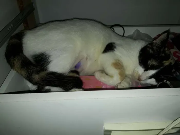 Gato ra a vira lata idade 2 anos nome magie