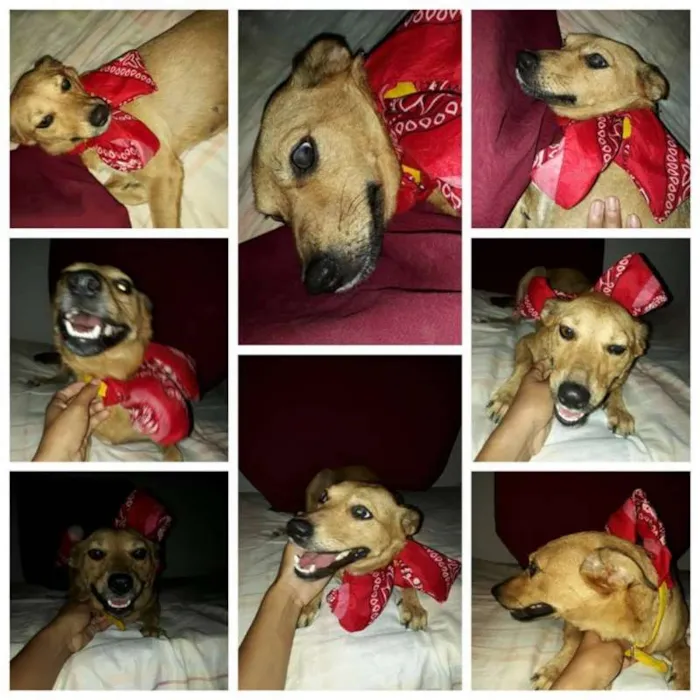 Cachorro ra a vira lata idade 5 anos nome cacau