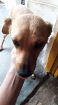 cacau