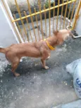 cacau