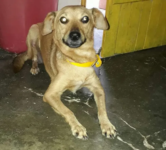 Cachorro ra a vira lata idade 5 anos nome cacau