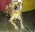 cacau
