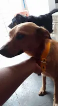 cacau