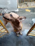 cacau