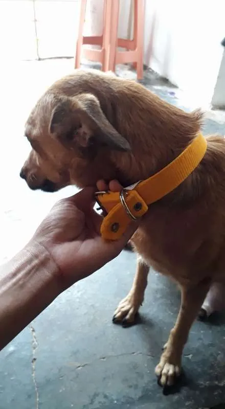 Cachorro ra a vira lata idade 5 anos nome cacau