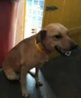 cacau