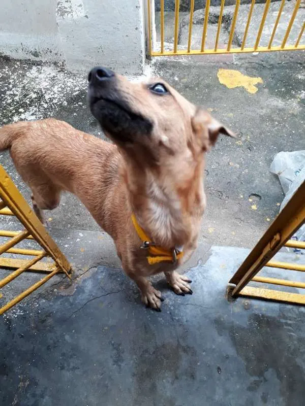 Cachorro ra a vira lata idade 5 anos nome cacau