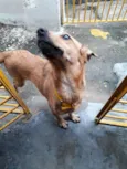 cacau