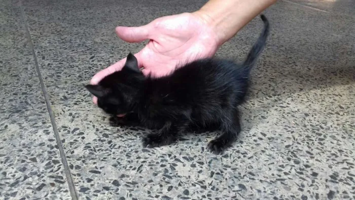 Gato ra a Sem raça definida idade Abaixo de 2 meses nome Milk