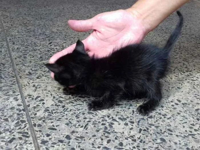 Gato ra a Sem raça definida idade Abaixo de 2 meses nome Milk