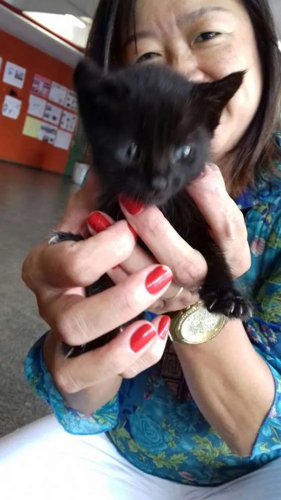 Gato ra a Sem raça definida idade Abaixo de 2 meses nome Milk
