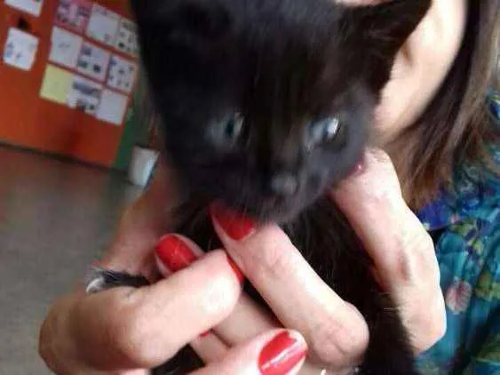 Gato ra a Sem raça definida idade Abaixo de 2 meses nome Milk