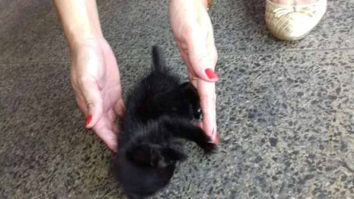 Gato ra a Sem raça definida idade Abaixo de 2 meses nome Milk
